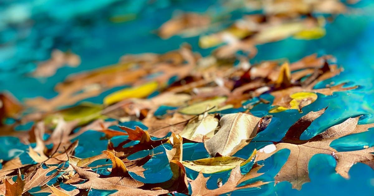 Brown, red and yellow leaves floating on the surface of a pool.